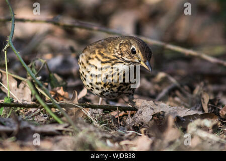 Song thrush Turdus philomelos, nahrungssuche unter verlässt. Stockfoto