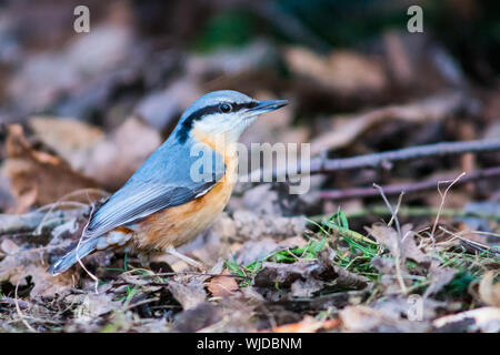 Kleiber auf dem Waldboden, Seitenansicht Stockfoto