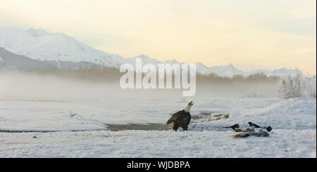 Das Geschrei der Weißkopfseeadler (Haliaeetus leucocephalus) sitzt auf dem Schnee. Alaska Stockfoto