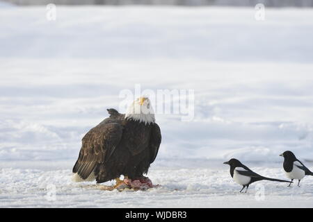 Montage von Weißkopf-Seeadler und zwei Elstern Stockfoto