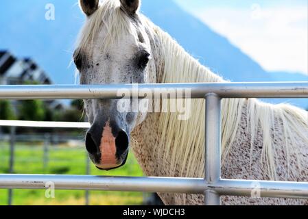 Nahaufnahme der weißen Pferde auf einer Weide. Stockfoto
