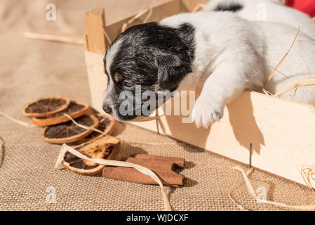 Neugeborene Jack Russell Terrier Welpen Hunde liegt in einer Box. Mit Zimt und Bast vor einem roten Klausenmütze geschmückt Stockfoto