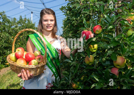 Stolpen, Deutschland. 23 Aug, 2019. Antje I., 23. Sächsischen flower Queen, steht am Anfang der Apple Erntesaison Äpfel mit einem Korb voller Äpfel der Sorte Elstar auf einem Apple Tree auf der Apple Orchard der Obstbauer Menzel. Credit: Daniel Schäfer/dpa-Zentralbild/ZB/dpa/Alamy leben Nachrichten Stockfoto