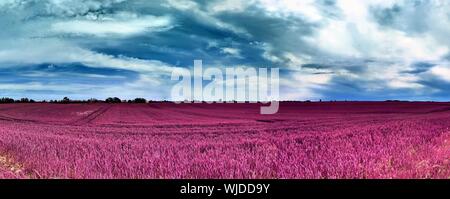 Schöne rosa und lila Infrarot Panorama einer europäischen Landschaft Landschaft mit einem blauen Himmel Stockfoto