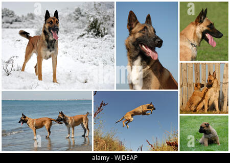 zusammengesetztes Bild mit reinrassigen Hunden und Welpen belgischen Schäferhund malinois Stockfoto
