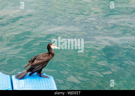 Diver Duck sitzt auf der Kante des Pier am Meer. Stockfoto