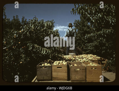 Schleppen Kisten Pfirsiche aus dem Garten zum Versand Schuppen, Delta County, Colorado Stockfoto