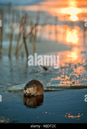 Bisamratte (Ondatra Zibethica) auf ein Eis. Die Bisamratte sitzt auf einer Kante auf einem Sonnenuntergang Stockfoto