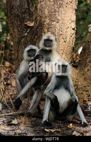 Das Familienfoto Hanuman-Languren Stockfoto