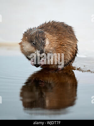 Die Bisamratte (Ondatra Zibethica) isst eines Malers Miesmuschel (Unio pictorum). Stockfoto