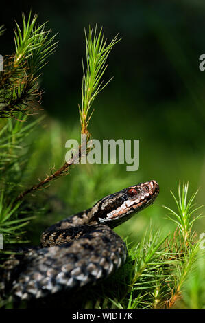 Europäische Viper. Gemeinsame Viper bereitet sich auf einen Wurf. Vipera berus, den Gemeinsamen Europäischen Addierer oder Gemeinsamen Europäischen Viper, ist eine giftige Viper Arten, Stockfoto