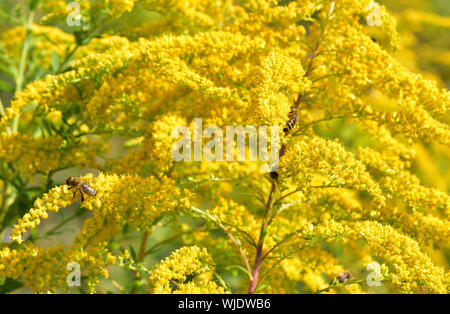 Bienenschwarm pollinates gelbe Blumen, über die ein landwirtschaftlicher Bereich Stockfoto