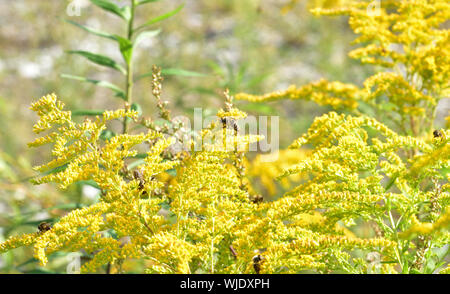 Bienenschwarm pollinates gelbe Blumen, über die ein landwirtschaftlicher Bereich Stockfoto