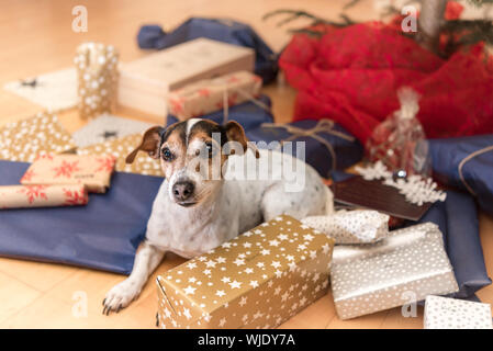 Weihnachten Jack Russell Terrier Hund liegt unter dem Weihnachtsbaum unter vielen Geschenke Stockfoto