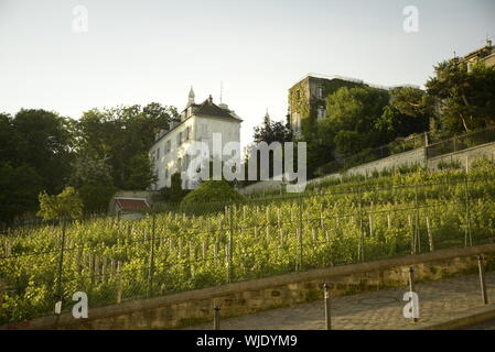 Mit Blick auf den Weinberg in Montmartre Paris, pasakdek Stockfoto