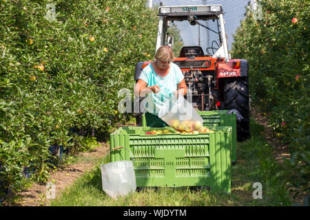 Stolpen, Deutschland. 23 Aug, 2019. Ein Mitarbeiter Leergut sammeln Beutel auf der Apfelplantage in eine große Kiste an der Menzel Obstgarten. Credit: Daniel Schäfer/dpa-Zentralbild/ZB/dpa/Alamy leben Nachrichten Stockfoto