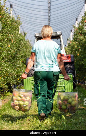 Stolpen, Deutschland. 23 Aug, 2019. Ein Mitarbeiter trägt Kommissionierung Beutel auf der Apfelplantage des Menzel Obst Farm bei der Eröffnung der Saison. Credit: Daniel Schäfer/dpa-Zentralbild/ZB/dpa/Alamy leben Nachrichten Stockfoto