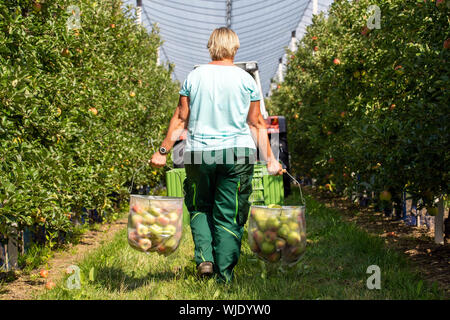 Stolpen, Deutschland. 23 Aug, 2019. Ein Mitarbeiter trägt Kommissionierung Beutel auf der Apfelplantage des Menzel Obst Farm bei der Eröffnung der Saison. Credit: Daniel Schäfer/dpa-Zentralbild/ZB/dpa/Alamy leben Nachrichten Stockfoto