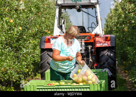Stolpen, Deutschland. 23 Aug, 2019. Ein Mitarbeiter Leergut sammeln Beutel auf der Apfelplantage in eine große Kiste an der Menzel Obstgarten. Credit: Daniel Schäfer/dpa-Zentralbild/ZB/dpa/Alamy leben Nachrichten Stockfoto