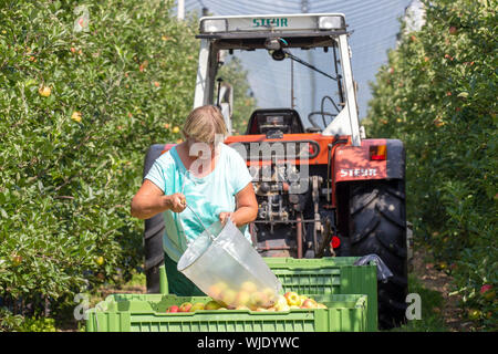 Stolpen, Deutschland. 23 Aug, 2019. Ein Mitarbeiter Leergut sammeln Beutel auf der Apfelplantage in eine große Kiste an der Menzel Obstgarten. Credit: Daniel Schäfer/dpa-Zentralbild/ZB/dpa/Alamy leben Nachrichten Stockfoto