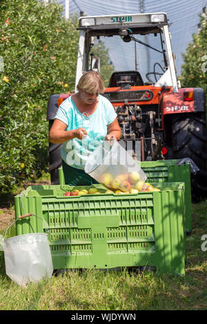 Stolpen, Deutschland. 23 Aug, 2019. Ein Mitarbeiter Leergut sammeln Beutel auf der Apfelplantage in eine große Kiste an der Menzel Obstgarten. Credit: Daniel Schäfer/dpa-Zentralbild/ZB/dpa/Alamy leben Nachrichten Stockfoto