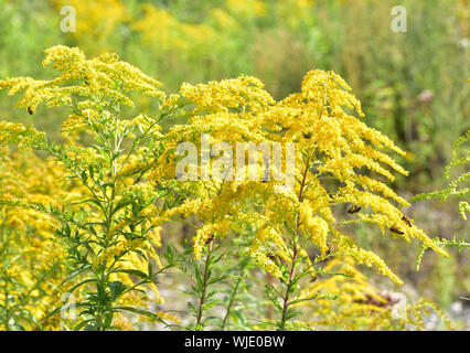 Bienenschwarm pollinates gelbe Blumen, über die ein landwirtschaftlicher Bereich Stockfoto