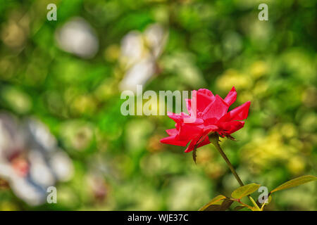 Rote Rose in voller Blüte. Stockfoto