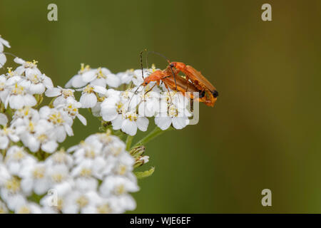 Gemeinsame Rot Soldat Käfer auf Wildflower Stockfoto