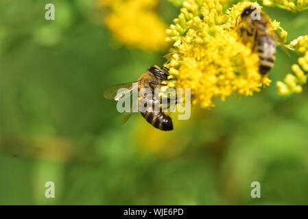 Bienenschwarm pollinates gelbe Blumen, über die ein landwirtschaftlicher Bereich Stockfoto