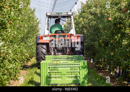 Stolpen, Deutschland. 23 Aug, 2019. Ein Mitarbeiter fährt ein Traktor auf der Apple Orchard der Menzel Orchard und zieht großen Kisten äpfel hinter ihm. Credit: Daniel Schäfer/dpa-Zentralbild/ZB/dpa/Alamy leben Nachrichten Stockfoto