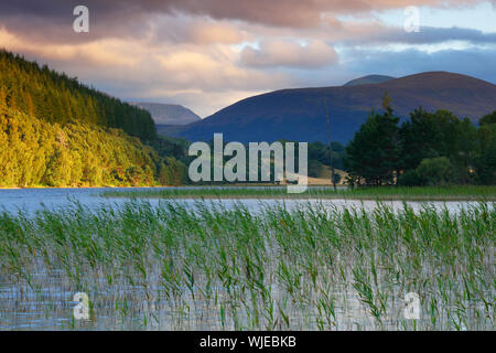 Schilf aus einem See mit den Cairngorm Mountains im Hintergrund, Schottland, Vereinigtes Königreich. Stockfoto