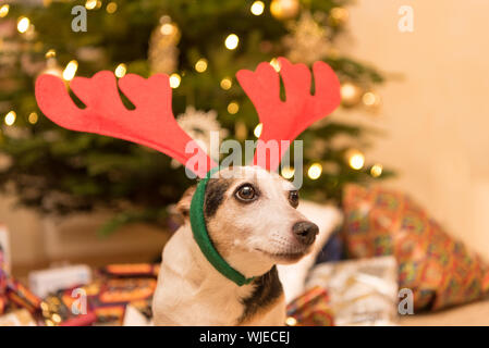 Jack Russell Terrier 11 Jahre alt. An Heiligabend niedlichen Hund sitzt getarnt mit Hirsch Geweih auf dem Kopf vor einem Weihnachtsbaum Stockfoto