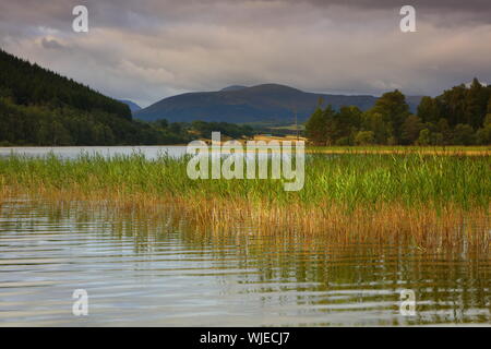 Schilf aus einem See mit den Cairngorm Mountains im Hintergrund, Schottland, Vereinigtes Königreich. Stockfoto