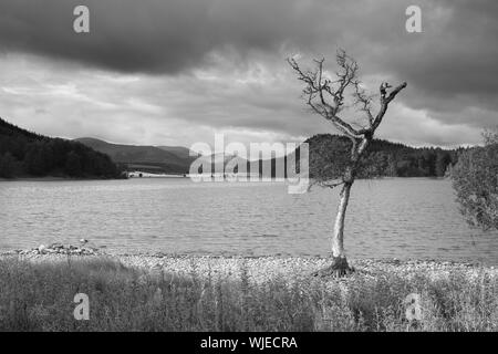 Eine schwarze und weiße Landschaft eines Baumes neben Loch Pityoulish im Cairngorms Nationalpark, Schottland, Vereinigtes Königreich Stockfoto