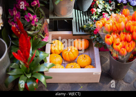 Kleine orange Kürbisse in einem Holz busket. Dekorative Kürbisse in Blumenladen. Kürbisse unter den Blumen. Stockfoto