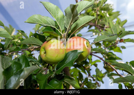 Stolpen, Deutschland. 23 Aug, 2019. Reife äpfel hängen an den Bäumen auf der Apple Orchard der Menzel Obstgarten. Credit: Daniel Schäfer/dpa-Zentralbild/ZB/dpa/Alamy leben Nachrichten Stockfoto
