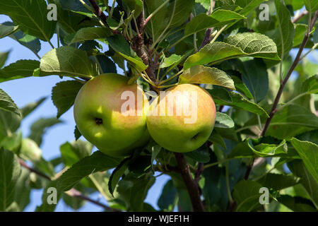 Stolpen, Deutschland. 23 Aug, 2019. Reife äpfel hängen an den Bäumen auf der Apple Orchard der Menzel Obstgarten. Credit: Daniel Schäfer/dpa-Zentralbild/ZB/dpa/Alamy leben Nachrichten Stockfoto