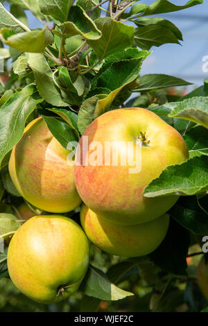 Stolpen, Deutschland. 23 Aug, 2019. Reife äpfel hängen an den Bäumen auf der Apple Orchard der Menzel Obstgarten. Credit: Daniel Schäfer/dpa-Zentralbild/ZB/dpa/Alamy leben Nachrichten Stockfoto