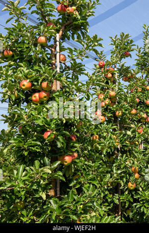 Stolpen, Deutschland. 23 Aug, 2019. Reife äpfel hängen an den Bäumen auf der Apple Orchard der Menzel Obstgarten. Credit: Daniel Schäfer/dpa-Zentralbild/ZB/dpa/Alamy leben Nachrichten Stockfoto