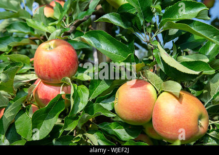 Stolpen, Deutschland. 23 Aug, 2019. Reife äpfel hängen an den Bäumen auf der Apple Orchard der Menzel Obstgarten. Credit: Daniel Schäfer/dpa-Zentralbild/ZB/dpa/Alamy leben Nachrichten Stockfoto