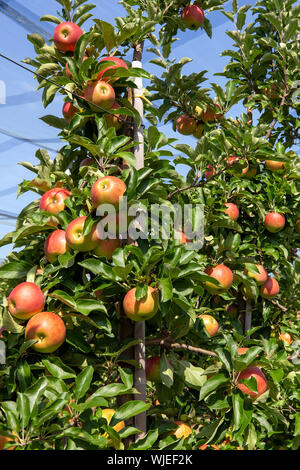 Stolpen, Deutschland. 23 Aug, 2019. Reife äpfel hängen an den Bäumen auf der Apple Orchard der Menzel Obstgarten. Credit: Daniel Schäfer/dpa-Zentralbild/ZB/dpa/Alamy leben Nachrichten Stockfoto