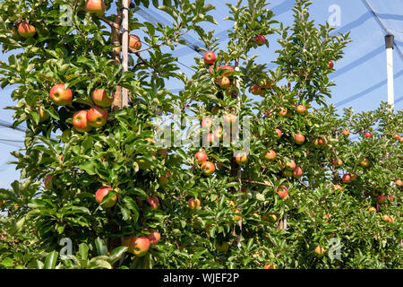 Stolpen, Deutschland. 23 Aug, 2019. Reife äpfel hängen an den Bäumen auf der Apple Orchard der Menzel Obstgarten. Credit: Daniel Schäfer/dpa-Zentralbild/ZB/dpa/Alamy leben Nachrichten Stockfoto