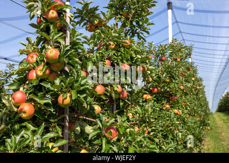 Stolpen, Deutschland. 23 Aug, 2019. Reife äpfel hängen an den Bäumen auf der Apple Orchard der Menzel Obstgarten. Credit: Daniel Schäfer/dpa-Zentralbild/ZB/dpa/Alamy leben Nachrichten Stockfoto