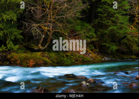 Zauberhafte Landschaften, die beim Wandern entlang der Salmon River in Mt gesehen werden kann. Hood National Forest in der Nähe von Welches, Oregon Stockfoto
