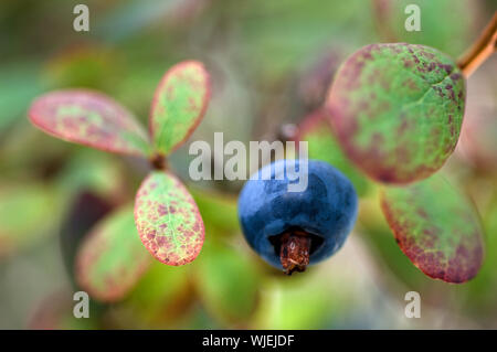 Blaubeeren sind blühende Pflanzen der Gattung Vaccinium (eine Gattung, die auch Preiselbeeren und Blaubeeren) mit dunkel-blaue Beeren und ist ein PEREN Stockfoto