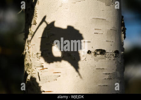 Herbst. Russland. Stockfoto
