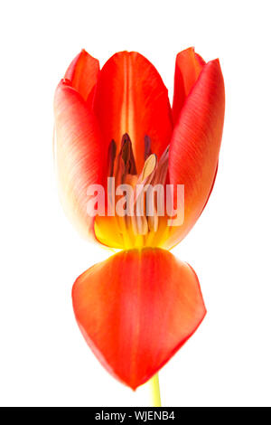 Eine getrennte frische Tulpe Blume. Hautnah. Isoliert auf weiss. Stockfoto