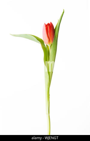 Eine getrennte frische Tulpe Blume. Isoliert auf weiss. Stockfoto