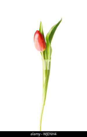 Eine getrennte frische Tulpe Blume. Isoliert auf weiss. Stockfoto