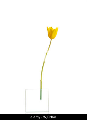 Eine getrennte Tulpe Blume. Isoliert auf weiss. Stockfoto
